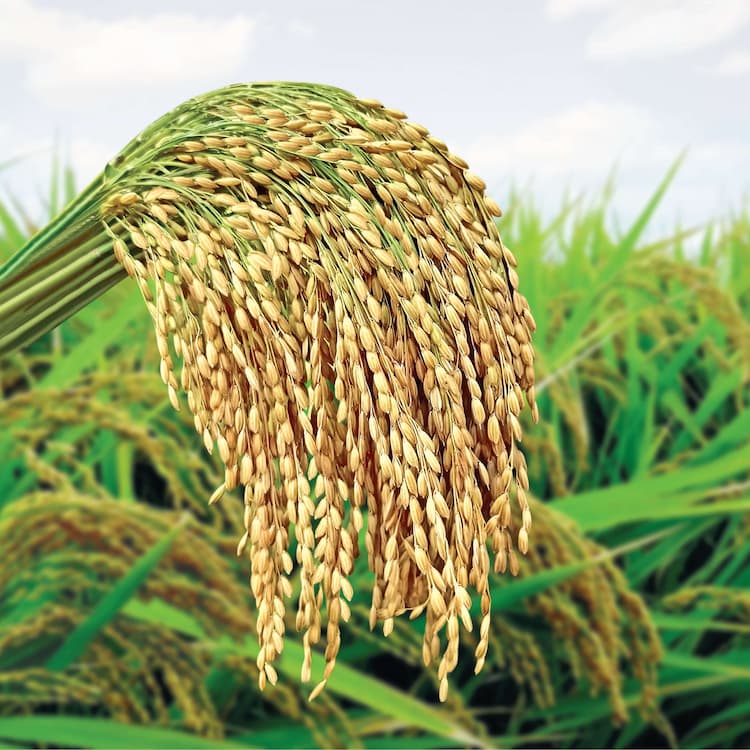 BRAC Seed