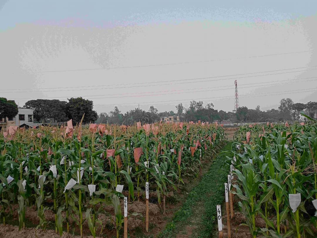 Maize Busa BRAC Seed